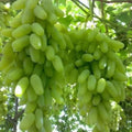 58 Pieces Premium Organic Traditional Variety Rare Finger Grape Seeds Open-Pollinated Sweet Fruit Seeds Fast Growing Easy to Grow for Home Garden Planting