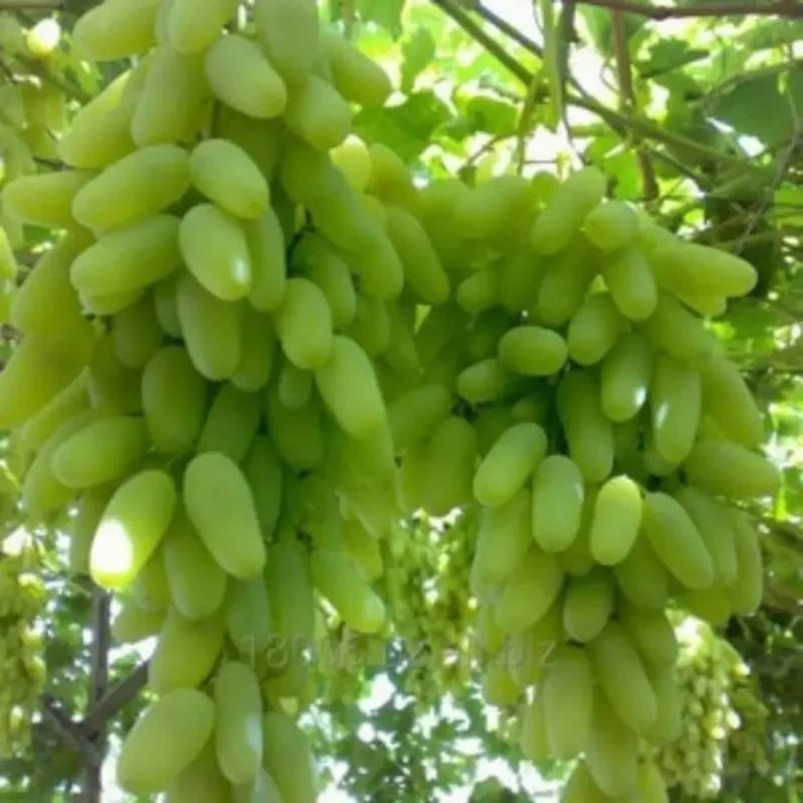 58 Pieces Premium Organic Traditional Variety Rare Finger Grape Seeds Open-Pollinated Sweet Fruit Seeds Fast Growing Easy to Grow for Home Garden Planting