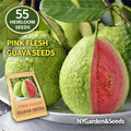 Premium Non-GMO Heirloom 55 Pink Flesh Guava Seeds High Yield Fast Growing Easy to Grow Rare Guava Seeds for Home Garden Planting Fresh Eating