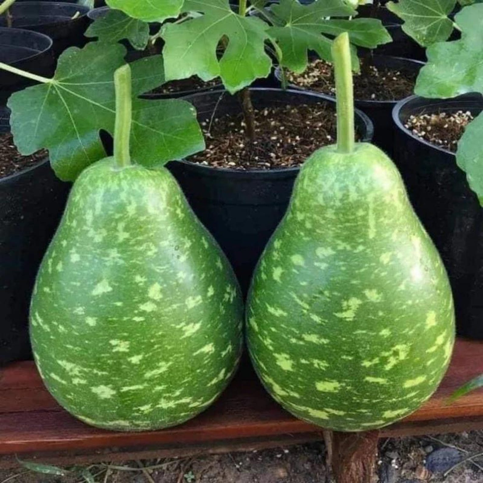 Premium Non-GMO Heirloom Organic Known You Brand Taiwan Bottle Gourd Seeds High Yield Easy to Grow for Home Garden Container Planting