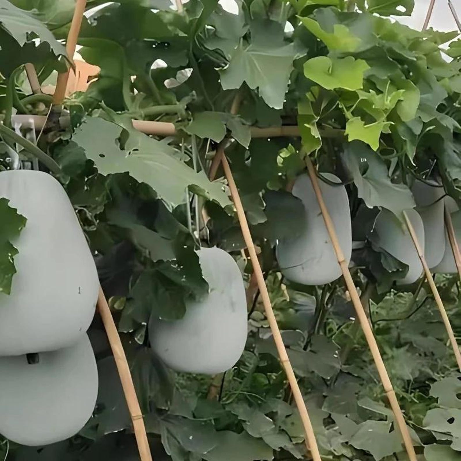 330 Count Organic High Yield Fast Growing Winter Melon Seeds Easy to Grow Open-Pollinated Vegetable Seeds for Home Garden Planting