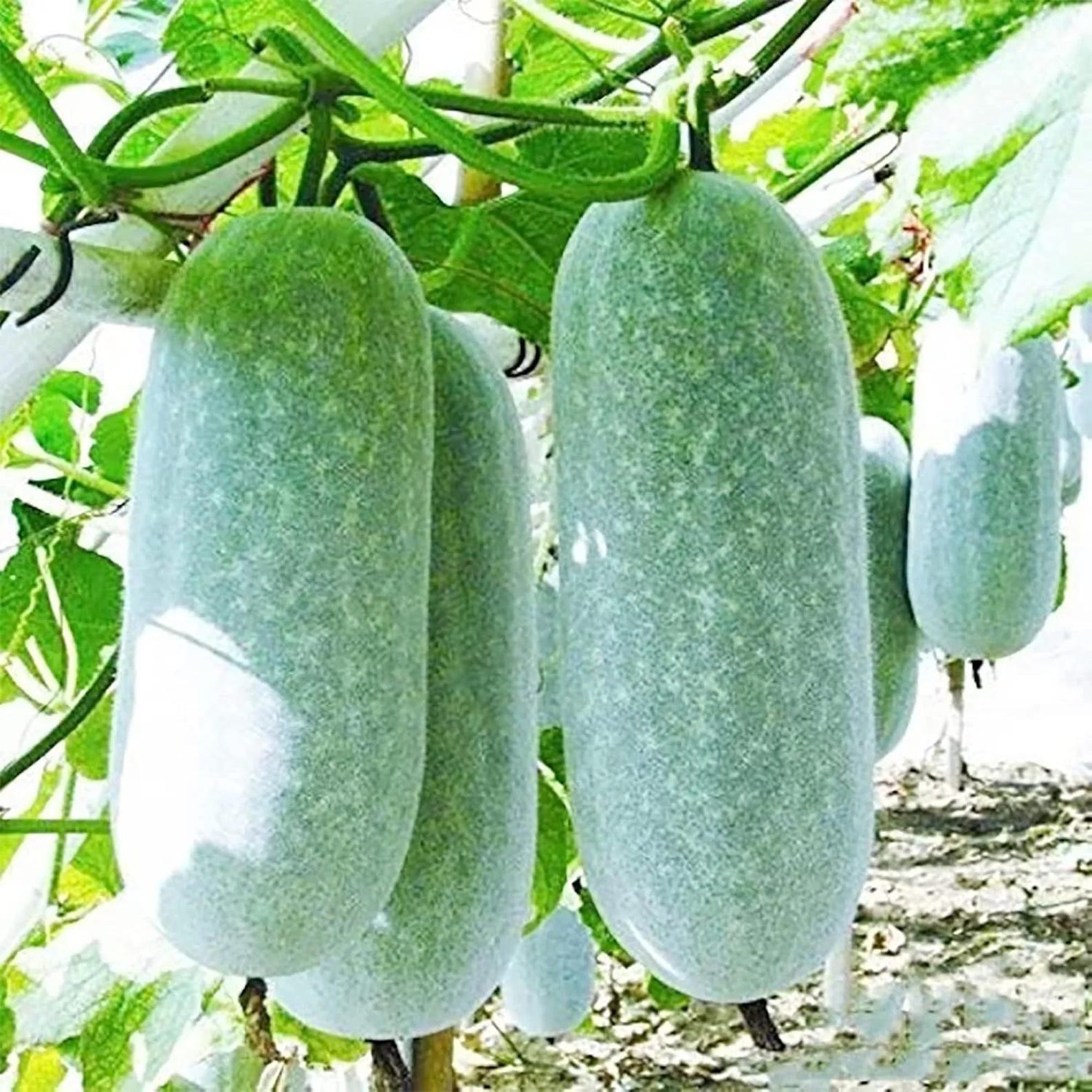330 Count Organic High Yield Fast Growing Winter Melon Seeds Easy to Grow Open-Pollinated Vegetable Seeds for Home Garden Planting