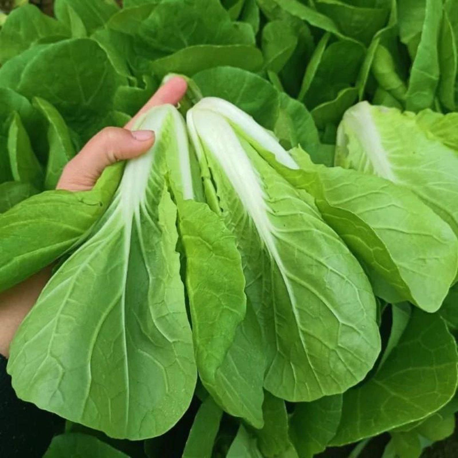 Hardy Fast Growing Open-Pollinated Non-GMO Chinese Cabbage Seeds Rare Vegetable Seeds for Home Garden Outdoor Container Planting