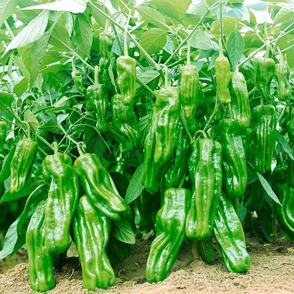 473 Count Non-GMO Organic Premium Heirloom Super Spicy Chili Seeds Open-Pollinated Easy to Grow Thin-Skinned Peppers for Home Garden