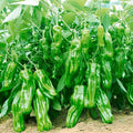 473 Count Non-GMO Organic Premium Heirloom Super Spicy Chili Seeds Open-Pollinated Easy to Grow Thin-Skinned Peppers for Home Garden