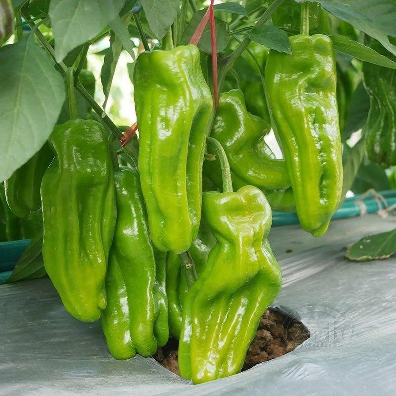 473 Count Non-GMO Organic Premium Heirloom Super Spicy Chili Seeds Open-Pollinated Easy to Grow Thin-Skinned Peppers for Home Garden