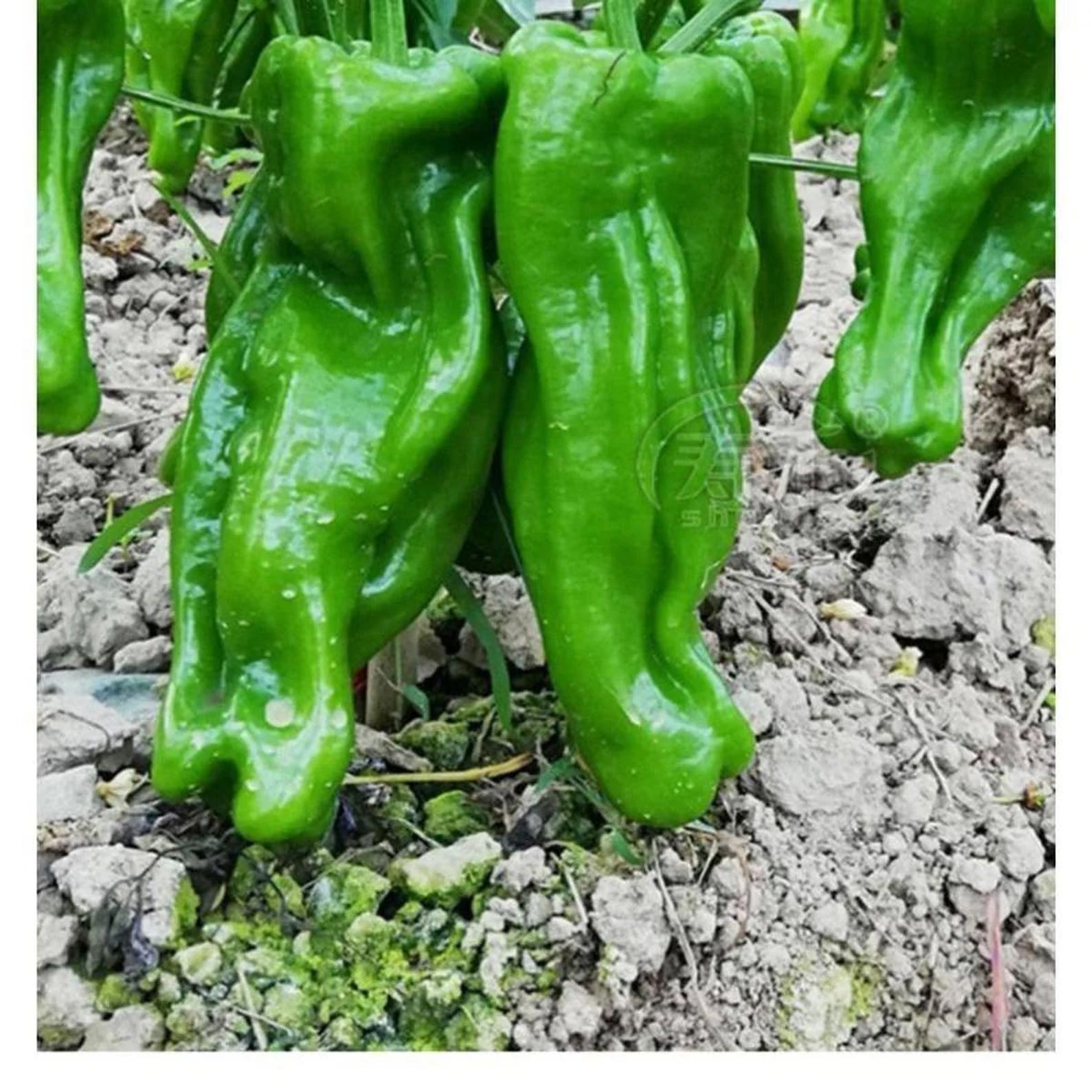 473 Count Non-GMO Organic Premium Heirloom Super Spicy Chili Seeds Open-Pollinated Easy to Grow Thin-Skinned Peppers for Home Garden