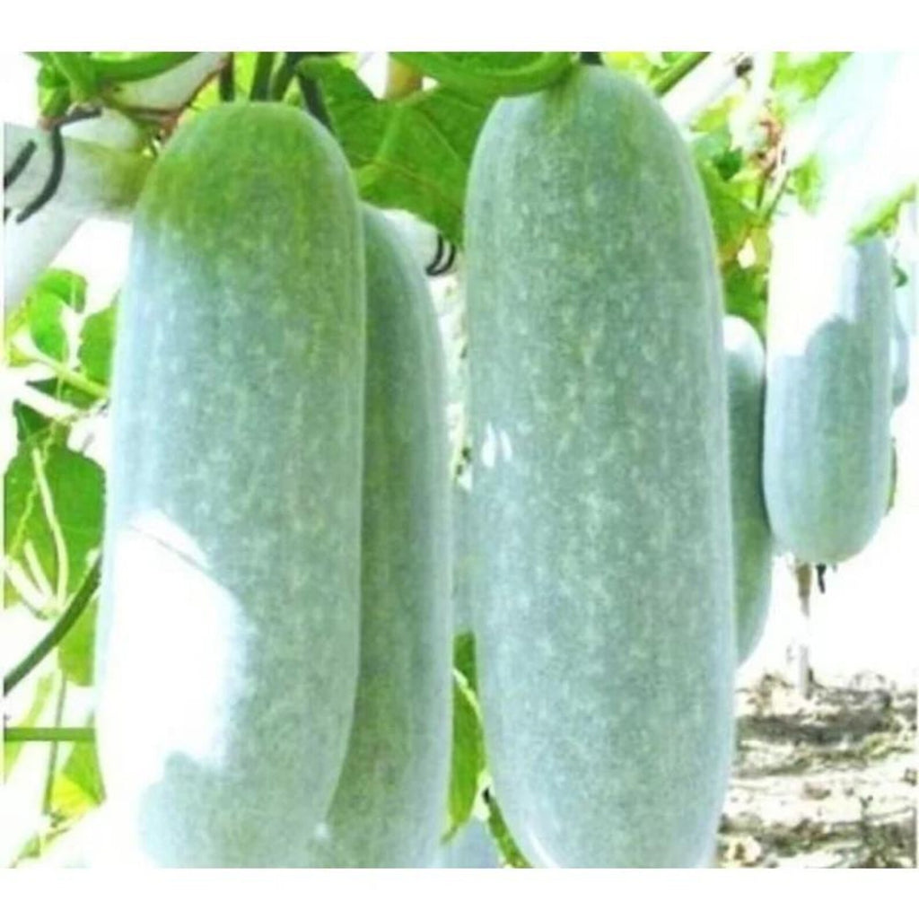 59 Count Non-GMO Open-Pollinated Winter Melon Seeds Fast Growing Easy to Grow Fresh Eating Vegetable Seeds for Home Garden Planting