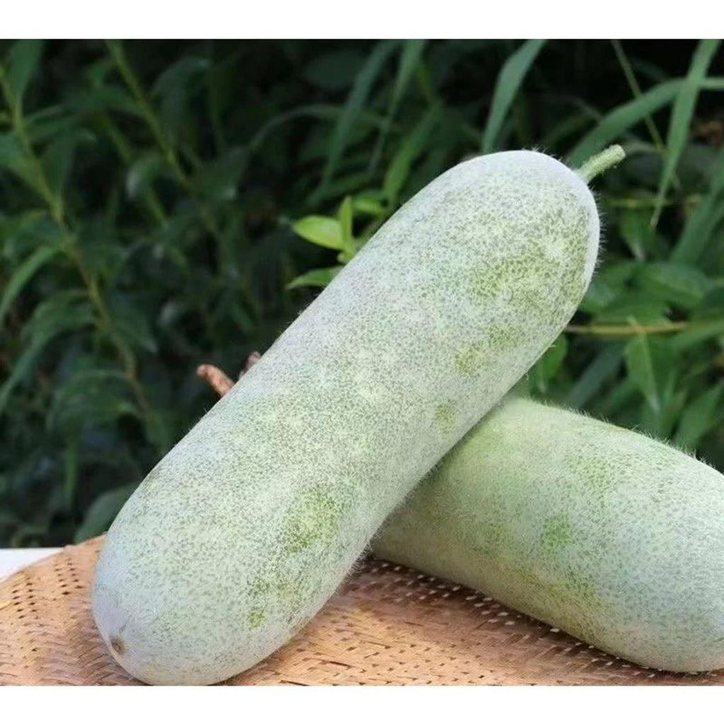 59 Count Non-GMO Open-Pollinated Winter Melon Seeds Fast Growing Easy to Grow Fresh Eating Vegetable Seeds for Home Garden Planting