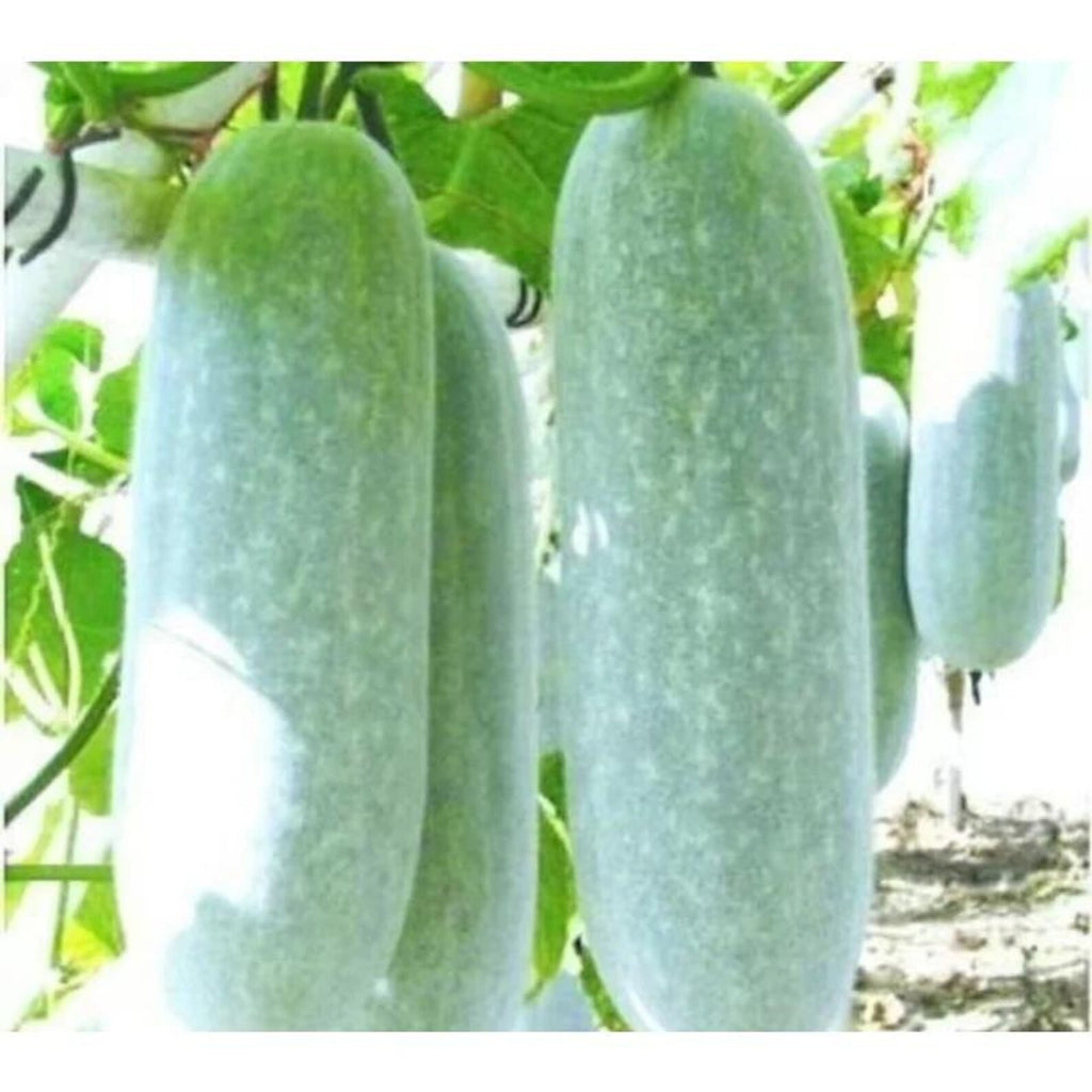 59 Count Non-GMO Open-Pollinated Winter Melon Seeds Fast Growing Easy to Grow Fresh Eating Vegetable Seeds for Home Garden Planting