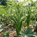 200 Count Organic Non-GMO Okra Seeds High Yield Fast Growing Steady Germination Rate Fresh Eating Vegetable Seeds for Home Garden Container Planting