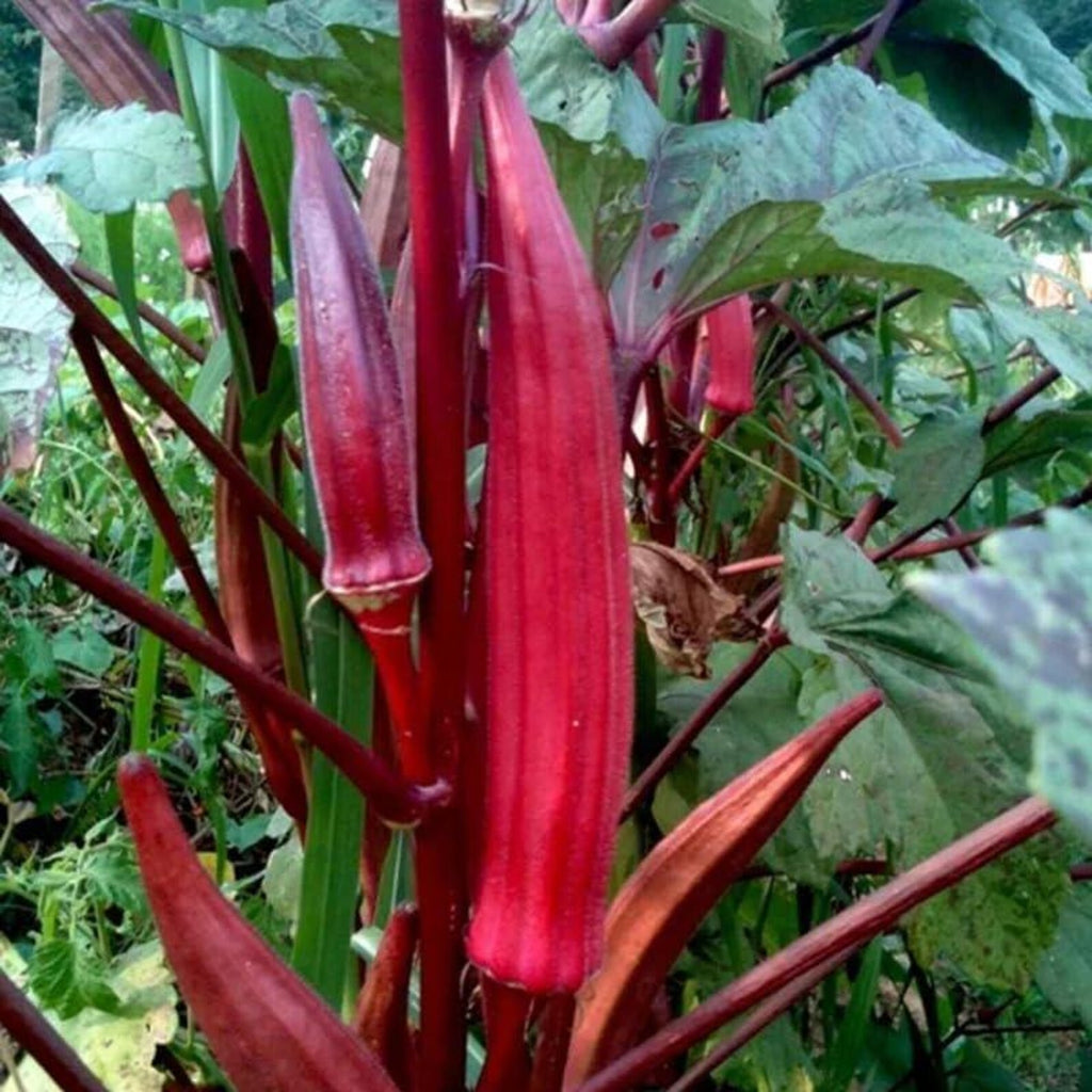 200 Count Organic Non-GMO Okra Seeds High Yield Fast Growing Steady Germination Rate Fresh Eating Vegetable Seeds for Home Garden Container Planting