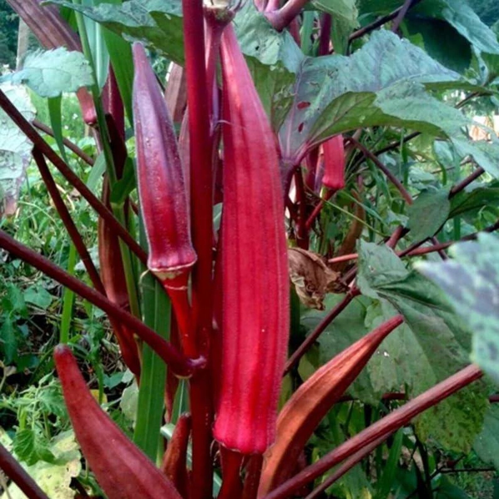 200 Count Organic Non-GMO Okra Seeds High Yield Fast Growing Steady Germination Rate Fresh Eating Vegetable Seeds for Home Garden Container Planting
