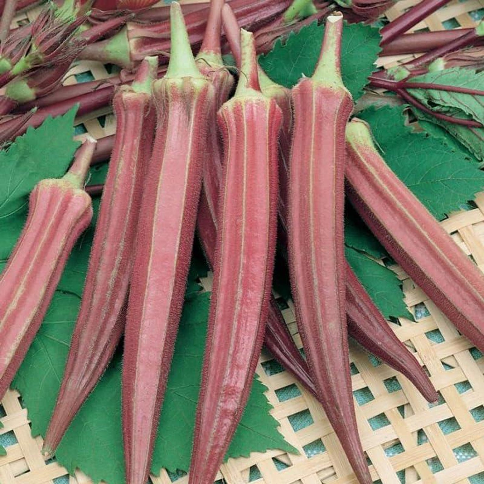 200 Count Organic Non-GMO Okra Seeds High Yield Fast Growing Steady Germination Rate Fresh Eating Vegetable Seeds for Home Garden Container Planting