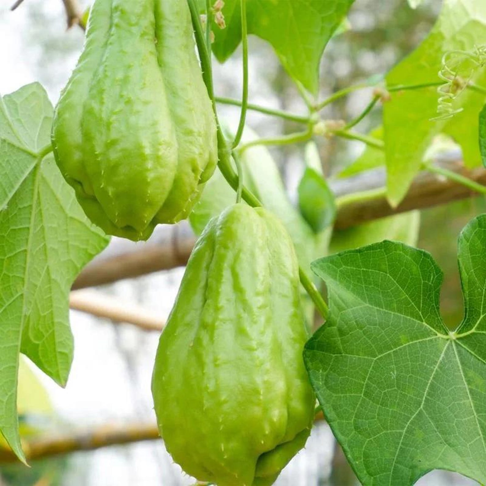 80 Count Non-GMO Premium Chayote Seeds Fast Growing Easy to Grow High Yield Tropical Climbing Vine Vegetable Seeds for Fresh Eating Home Garden
