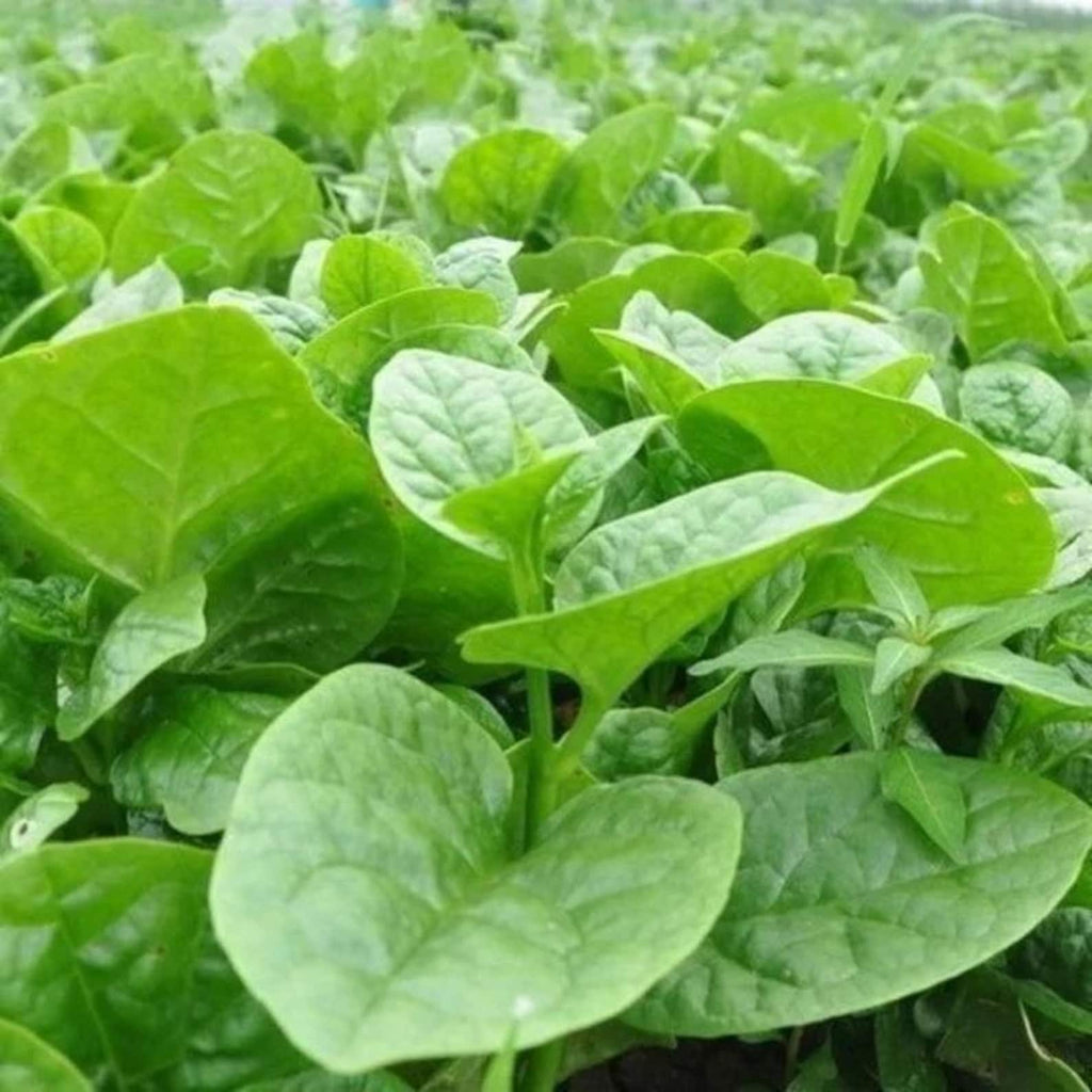 299 Count Organic Rare Large-leaf Auricularia Auricula Seeds Open-Pollinated High Yield Vegetable Seeds for Home Garden Planting
