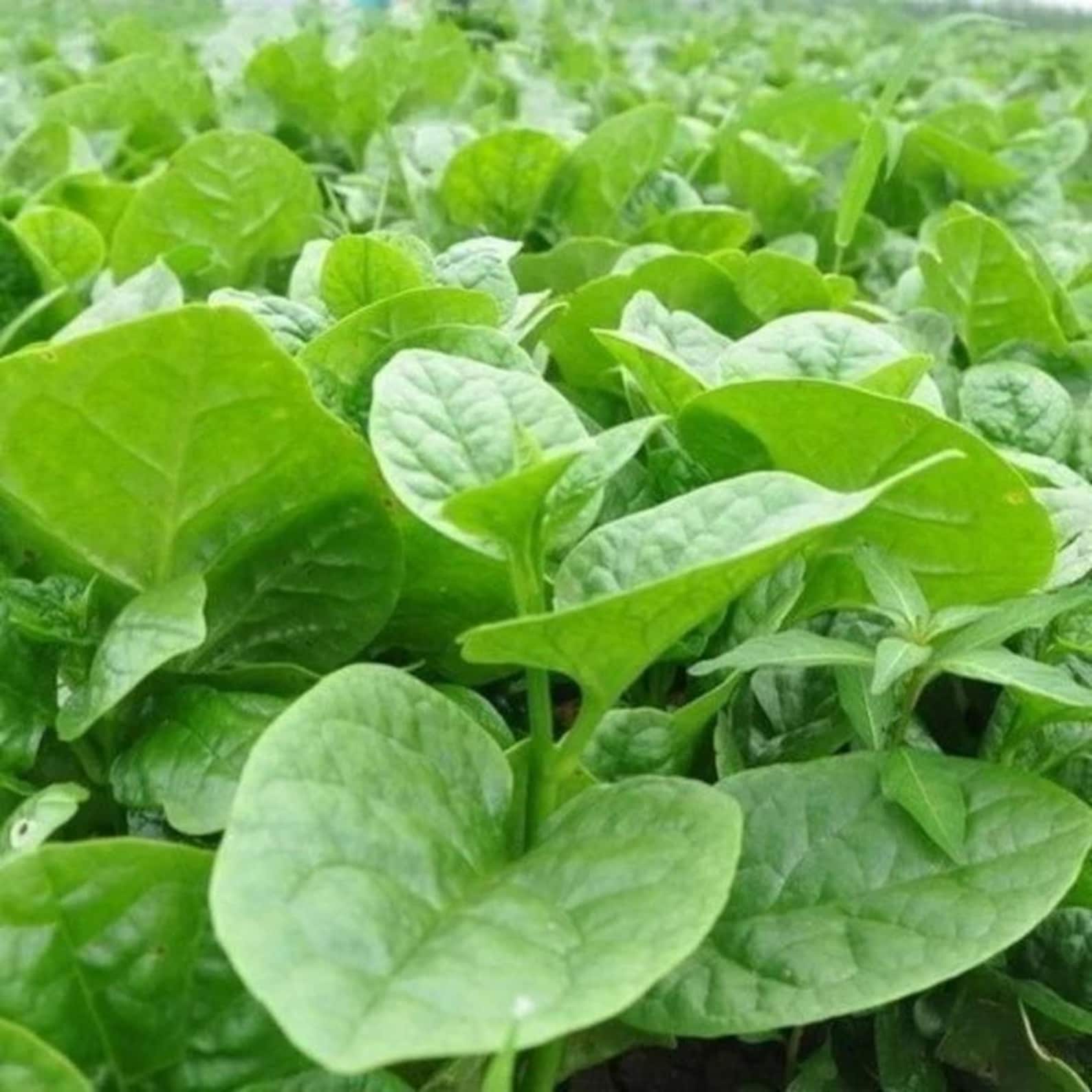299 Count Organic Rare Large-leaf Auricularia Auricula Seeds Open-Pollinated High Yield Vegetable Seeds for Home Garden Planting