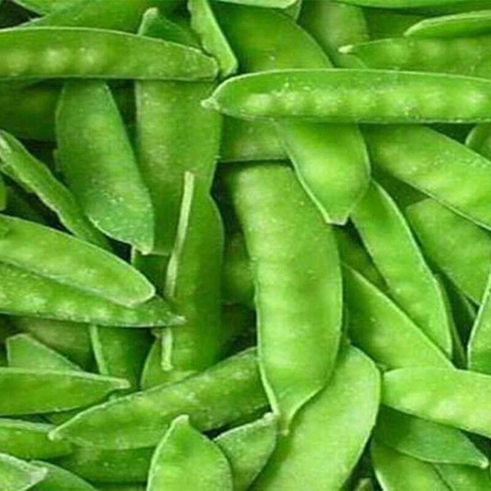 300 Count Premium Rare Dutch Pea Seeds High Yield Sweet Crisp Tender Fresh Eating Vegetable Seeds for Container Garden Planting
