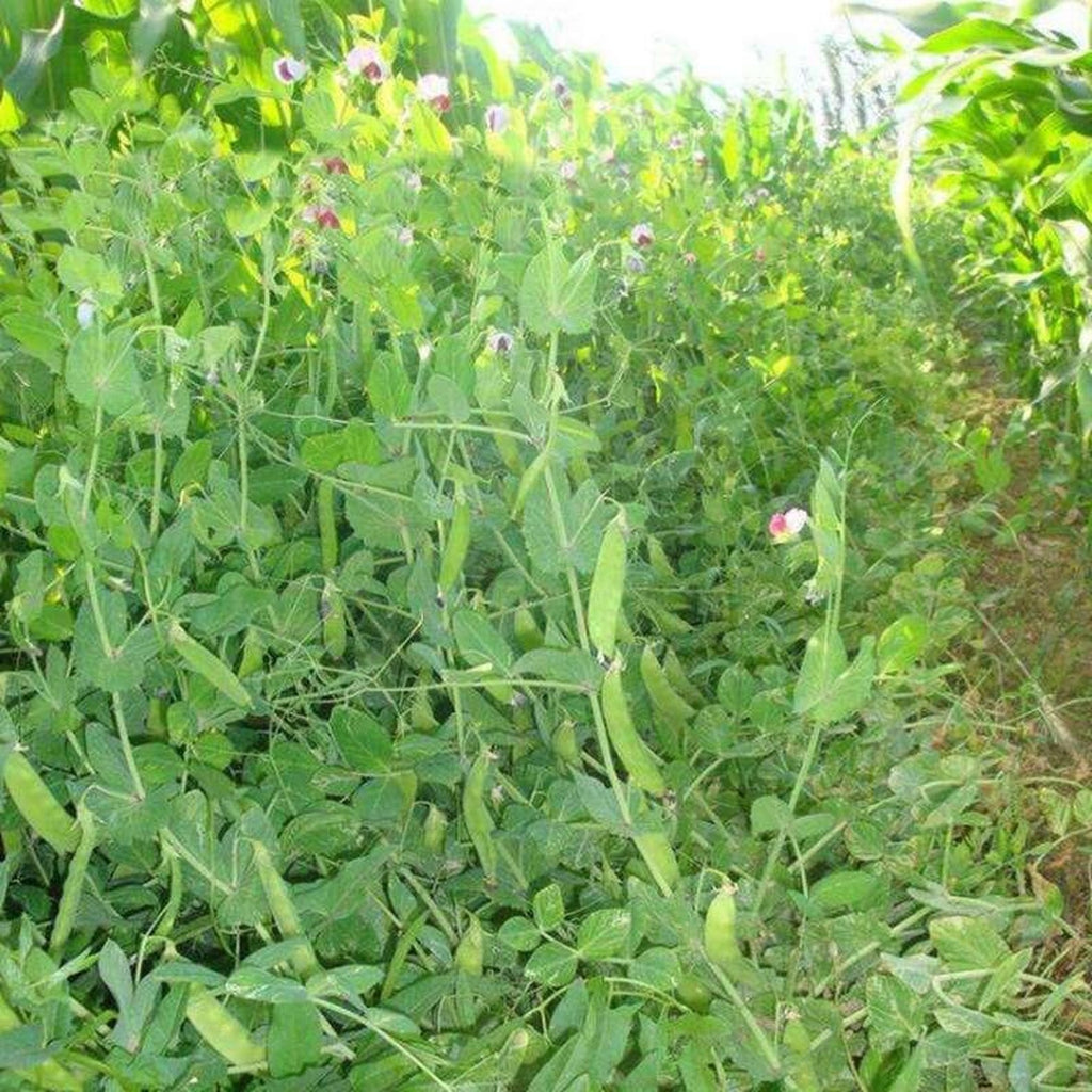300 Count Premium Rare Dutch Pea Seeds High Yield Sweet Crisp Tender Fresh Eating Vegetable Seeds for Container Garden Planting
