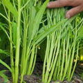 100 Count Organic Heirloom Non-GMO Rau Muong Kangkong Ongchoy Water Convolvulus Seeds High Yield Easy to Grow for Home Garden