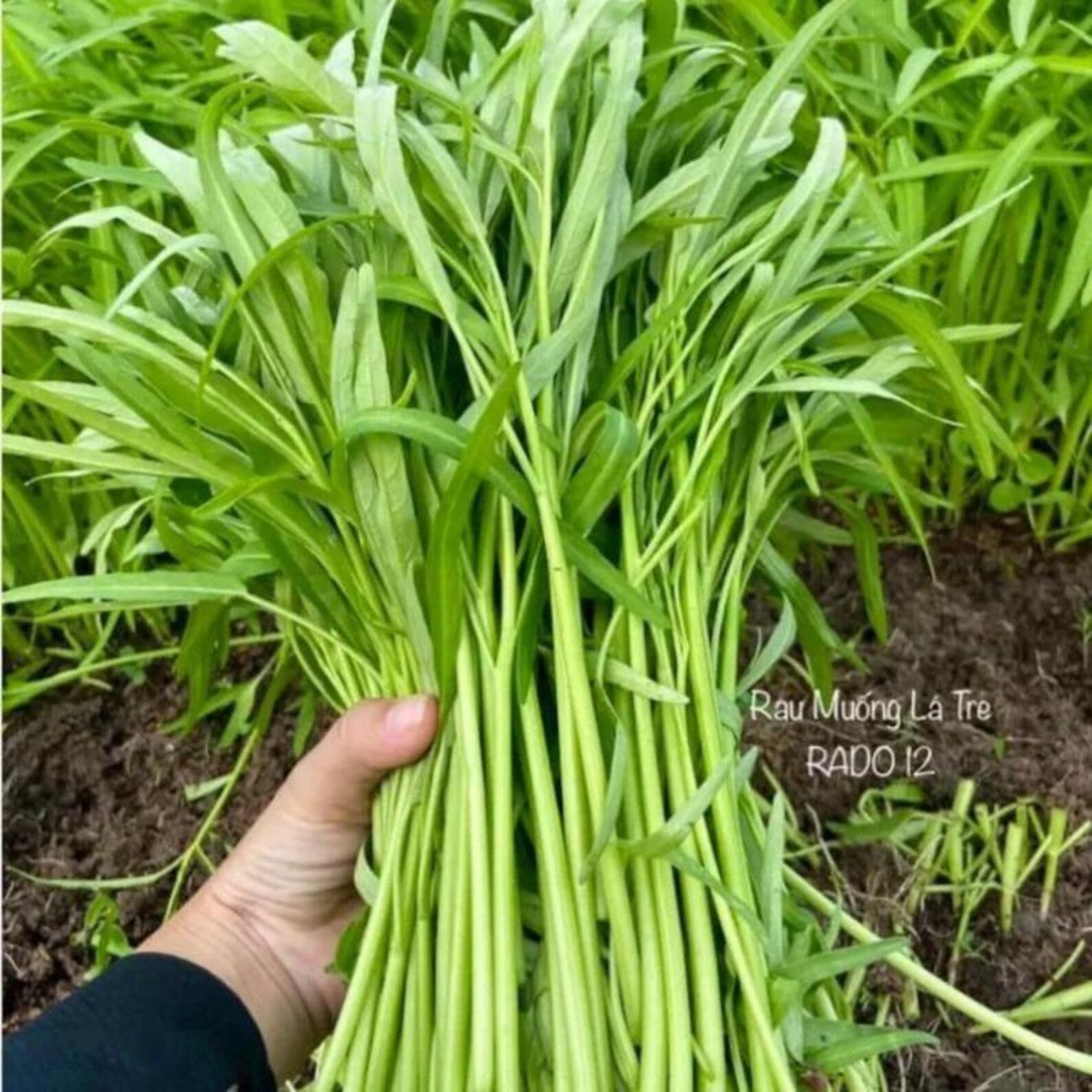 100 Count Organic Heirloom Non-GMO Rau Muong Kangkong Ongchoy Water Convolvulus Seeds High Yield Easy to Grow for Home Garden