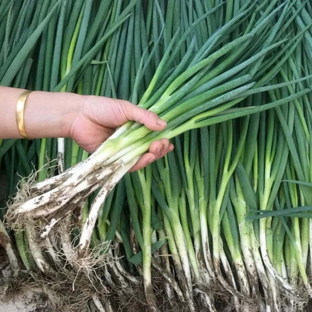 999 Count Premium Organic Green Onion Seeds High Yield Fast Growing Easy to Grow Fresh Eating Vegetable Seeds for Home Garden Planting