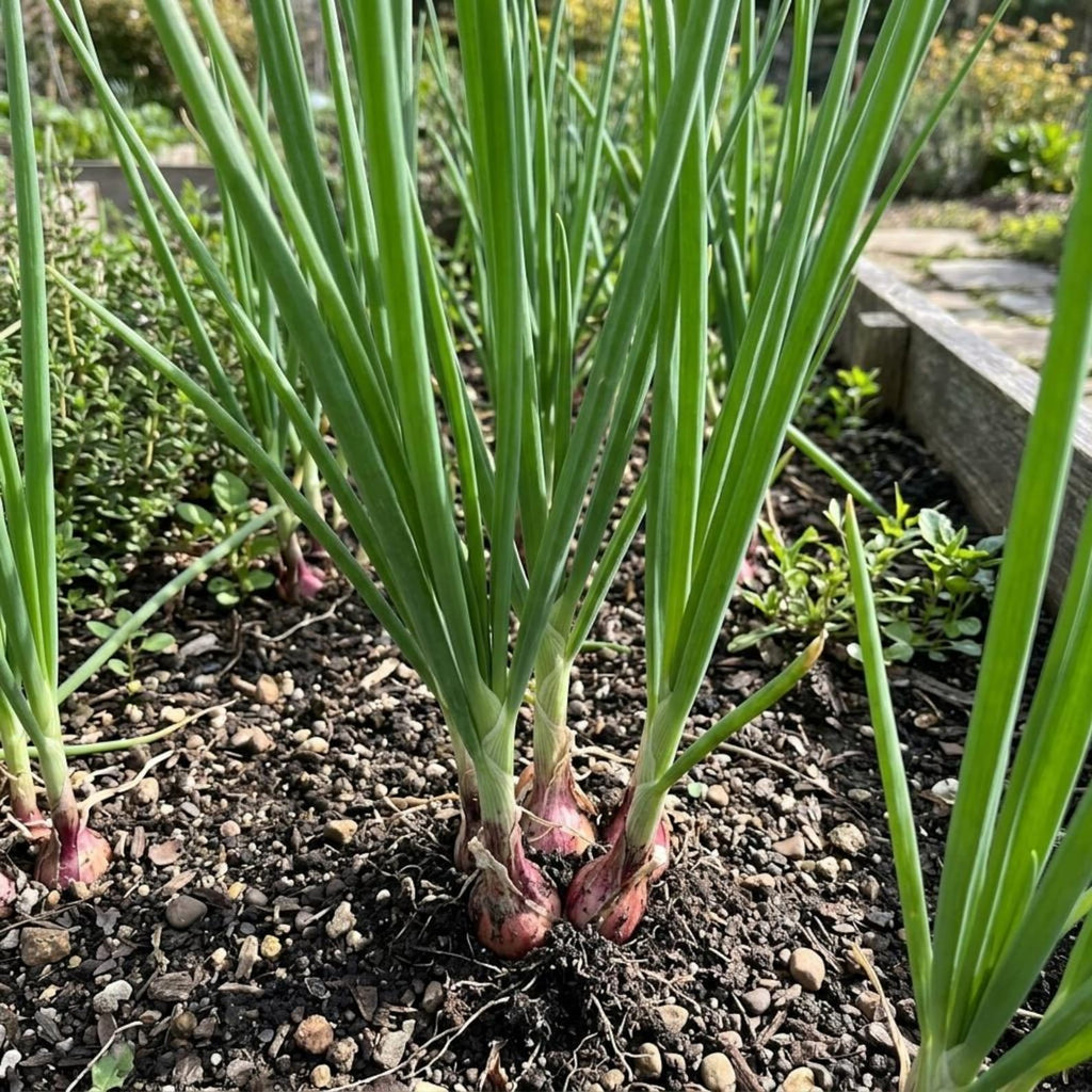 2000 Count High Yield Fast Growing Green Onion Seeds Fresh Eating Moderate Water Demand Easy to Grow for Residential Herb Gardens Container Planting
