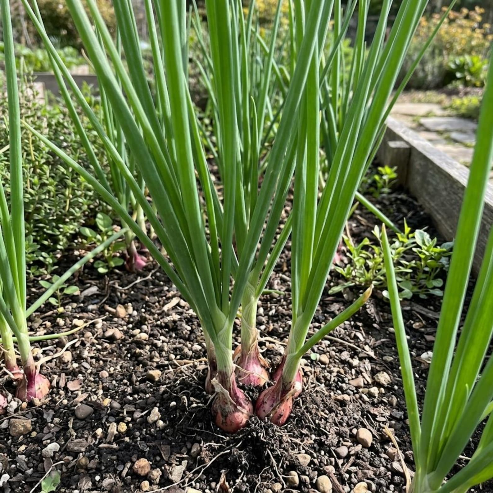 2000 Count High Yield Fast Growing Green Onion Seeds Fresh Eating Moderate Water Demand Easy to Grow for Residential Herb Gardens Container Planting