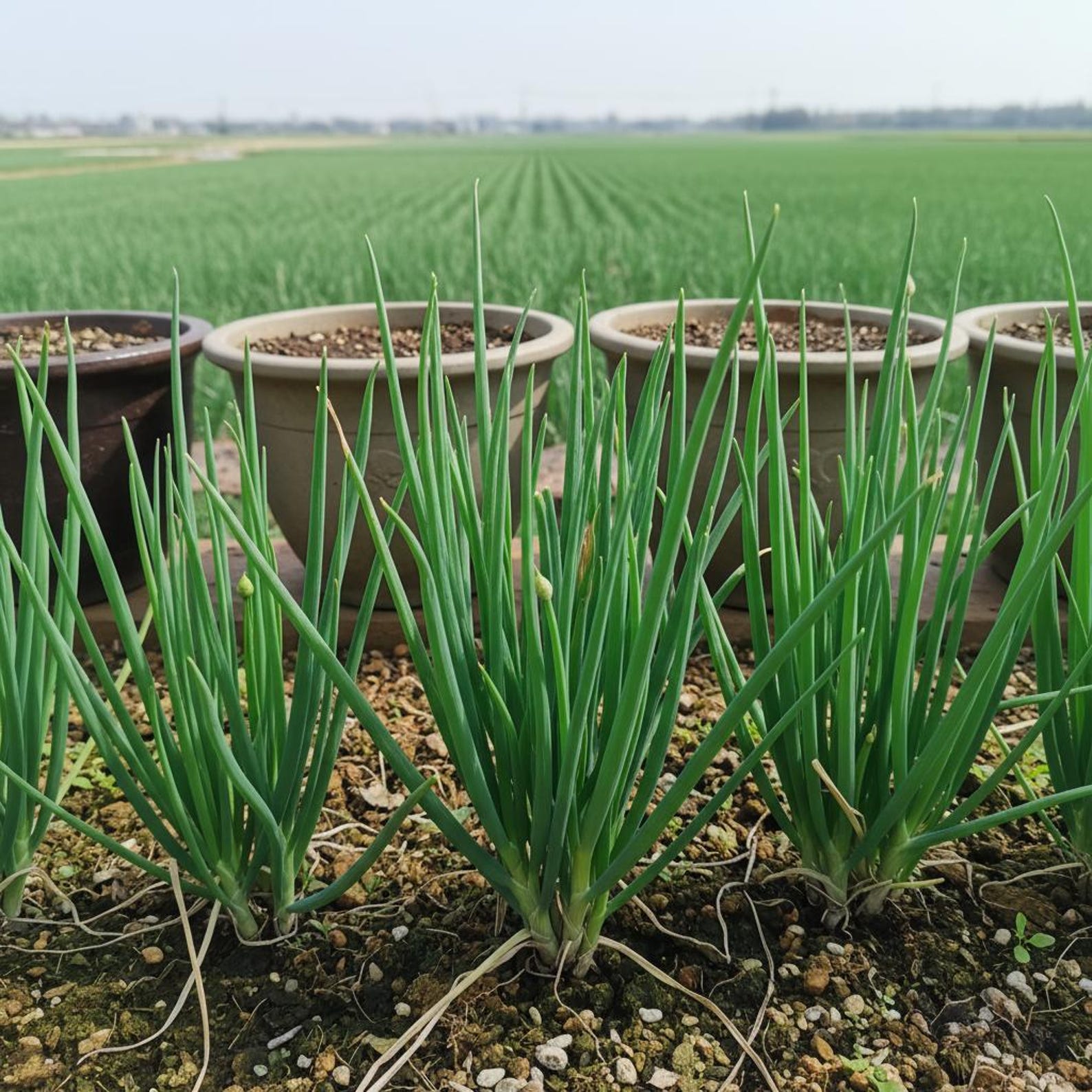 2000 Count High Yield Fast Growing Green Onion Seeds Fresh Eating Moderate Water Demand Easy to Grow for Residential Herb Gardens Container Planting
