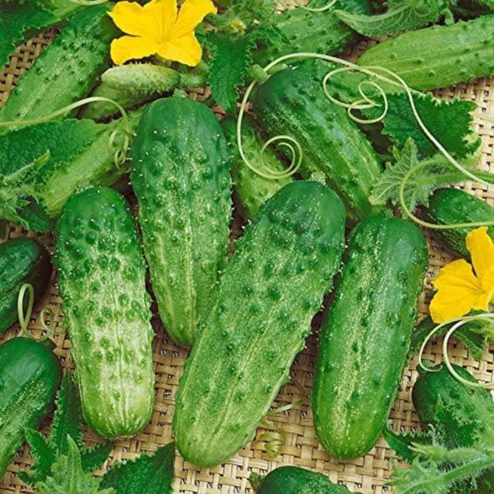 166 Pieces Fast Growing High Yield Cucumber Seeds Fresh Eating Easy to Grow Vegetable Seeds for Container Planting Home Garden Harvesting