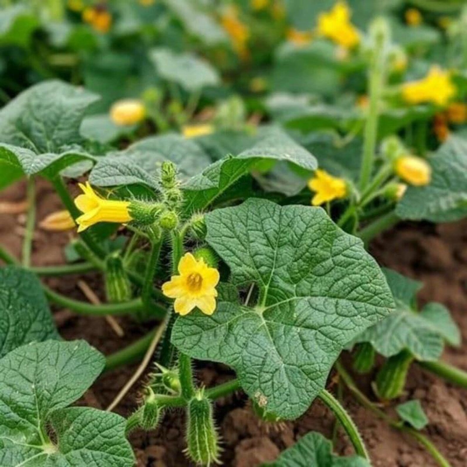 166 Pieces Fast Growing High Yield Cucumber Seeds Fresh Eating Easy to Grow Vegetable Seeds for Container Planting Home Garden Harvesting