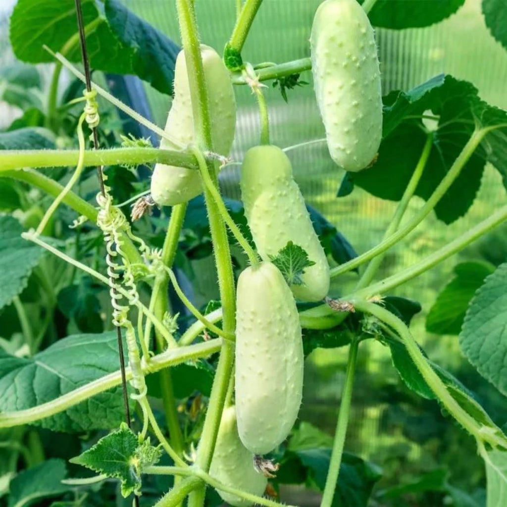 85 High-Quality High Yield Cucumber Seeds Fast Growing Easy to Grow Fresh Eating Year-Round Harvest for Indoor Outdoor Home Container Planting