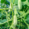85 High-Quality High Yield Cucumber Seeds Fast Growing Easy to Grow Fresh Eating Year-Round Harvest for Indoor Outdoor Home Container Planting