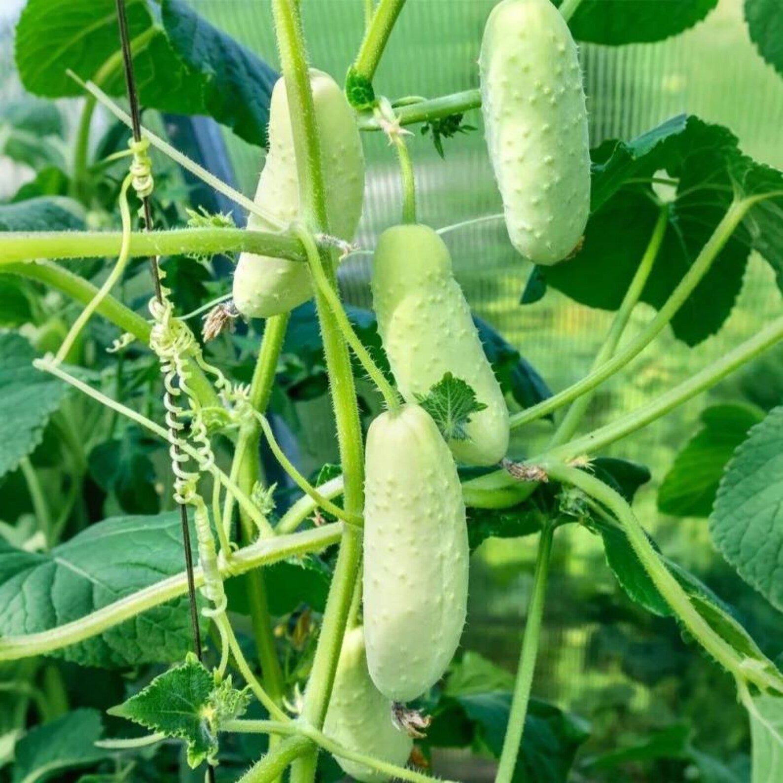 85 High-Quality High Yield Cucumber Seeds Fast Growing Easy to Grow Fresh Eating Year-Round Harvest for Indoor Outdoor Home Container Planting