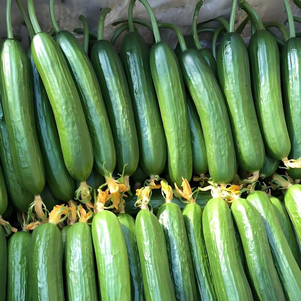1000 Seeds per Pack Non-GMO Heirloom Mini Cucumber Seeds High Yield Fast Growing Easy to Grow Fresh Eating for Container Planting