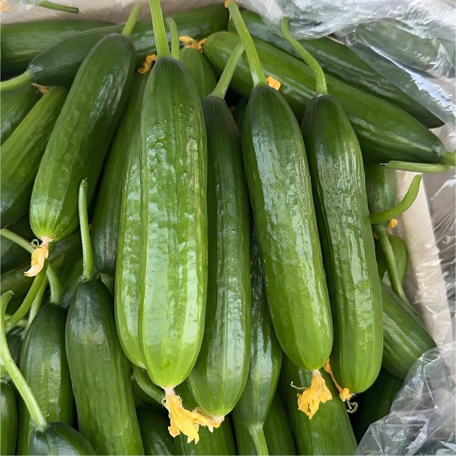 1000 Seeds per Pack Non-GMO Heirloom Mini Cucumber Seeds High Yield Fast Growing Easy to Grow Fresh Eating for Container Planting
