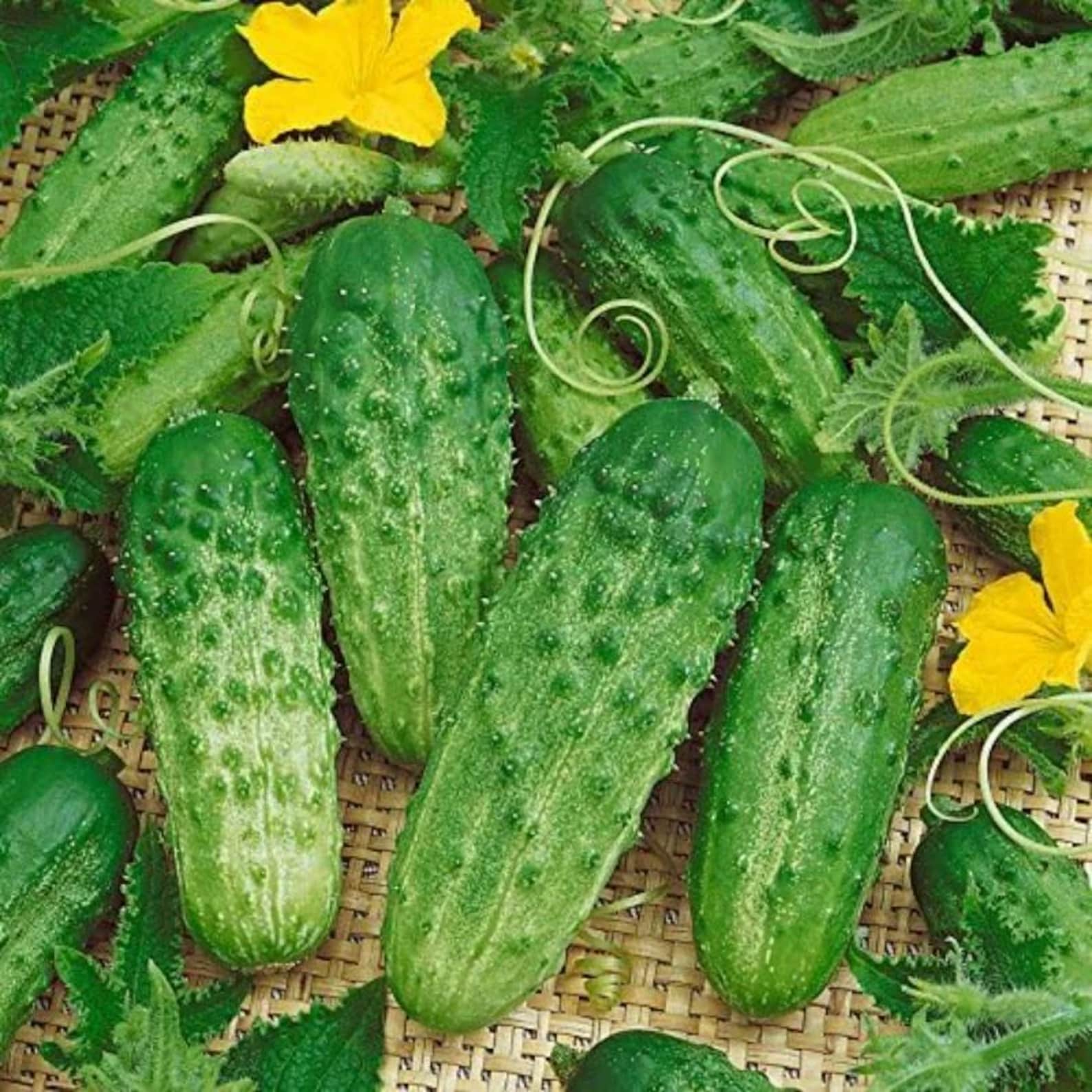 166 Pieces Cucumber Seeds High Yield Fast Growing Easy to Grow Fresh Eating Vegetable Seeds for Container Planting Home Garden Harvesting