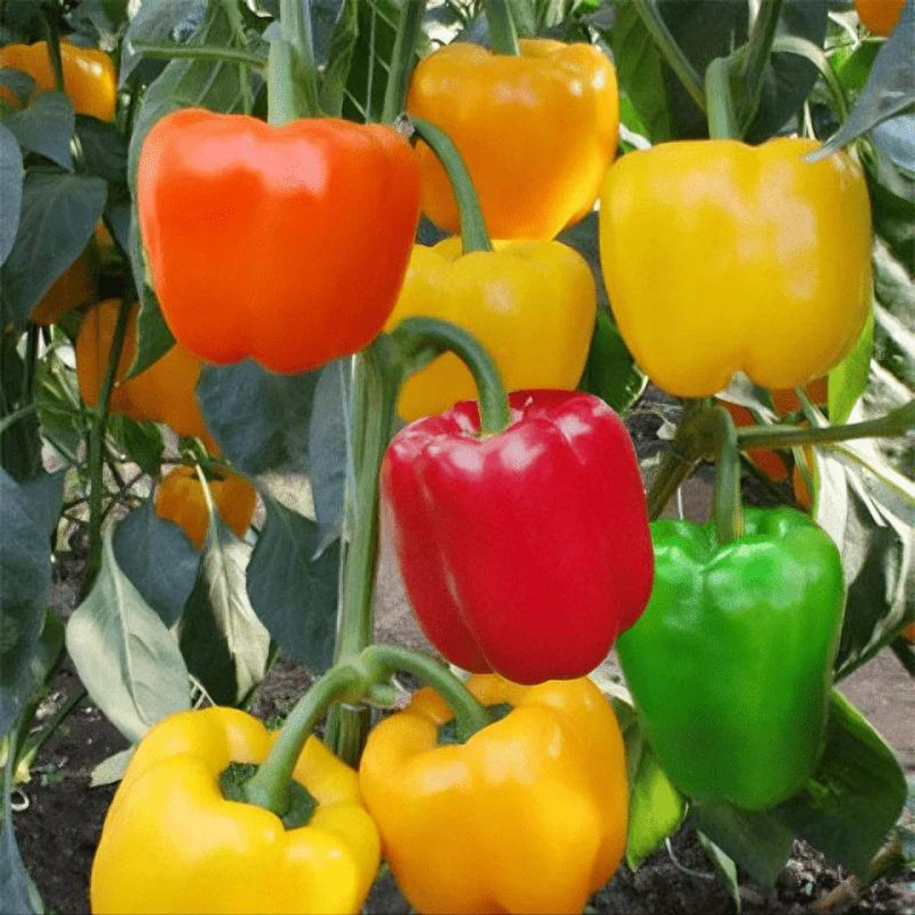 112 Pieces Heirloom High Yield Fast Growing Pepper Seeds Fresh Eating Easy to Grow Bright Ornamental Edible for Container Planting Indoor Outdoor
