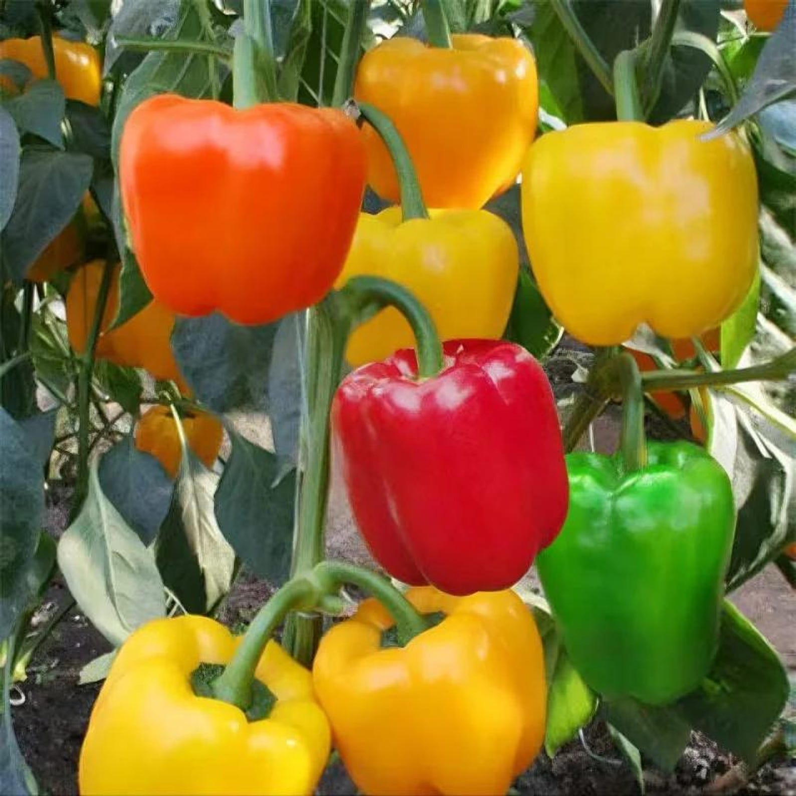 112 Pieces Heirloom High Yield Fast Growing Pepper Seeds Fresh Eating Easy to Grow Bright Ornamental Edible for Container Planting Indoor Outdoor