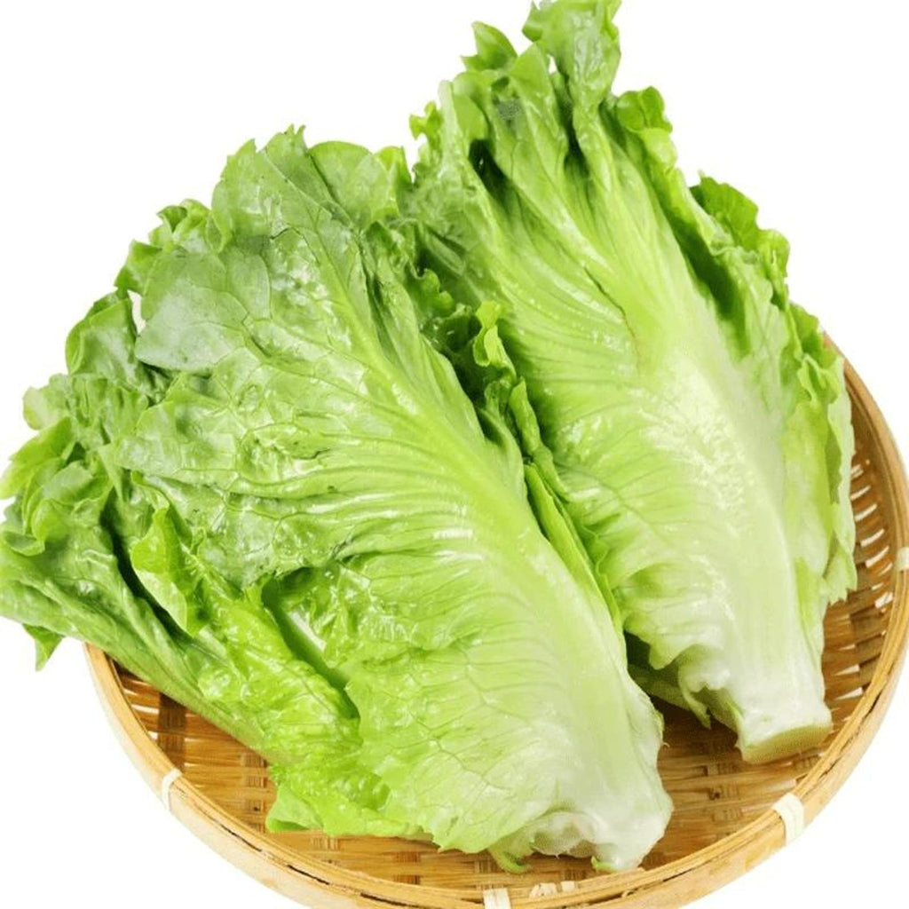 410 Sweet Crisp Salad Lettuce Seeds High Yield Four Season Growing Vegetables Fast Growing Easy to Grow for Container Planting Home Garden