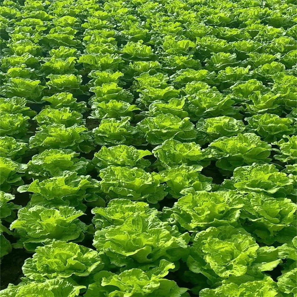 410 Sweet Crisp Salad Lettuce Seeds High Yield Four Season Growing Vegetables Fast Growing Easy to Grow for Container Planting Home Garden
