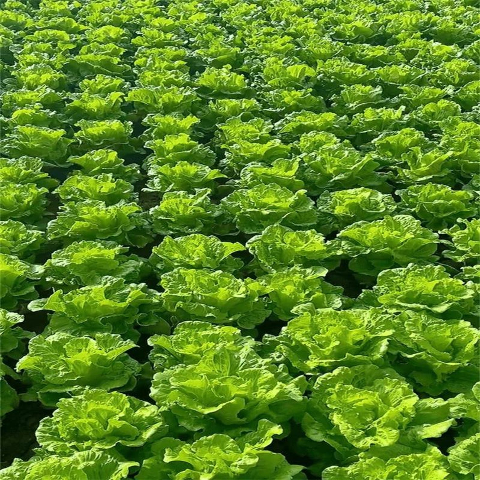 410 Sweet Crisp Salad Lettuce Seeds High Yield Four Season Growing Vegetables Fast Growing Easy to Grow for Container Planting Home Garden