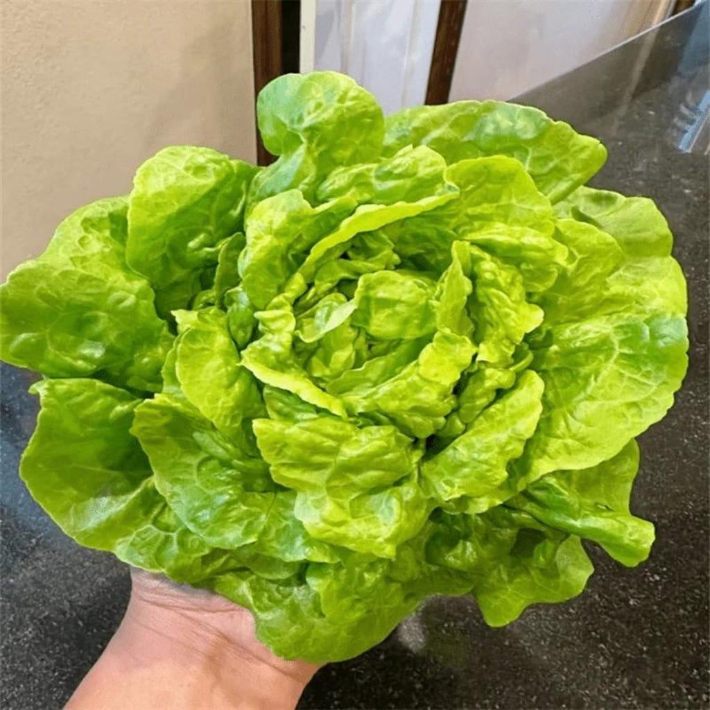 410 Sweet Crisp Salad Lettuce Seeds High Yield Four Season Growing Vegetables Fast Growing Easy to Grow for Container Planting Home Garden