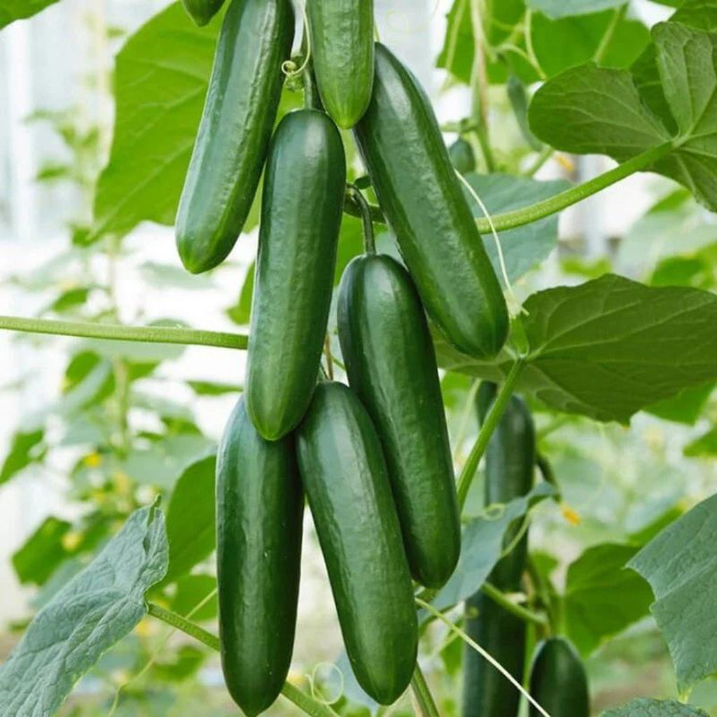 89 Pieces High Yield Fast Growing Cucumber Seeds Easy to Grow Fresh Eating Year Round Vegetable for Container Planting Indoor Outdoor Home Garden