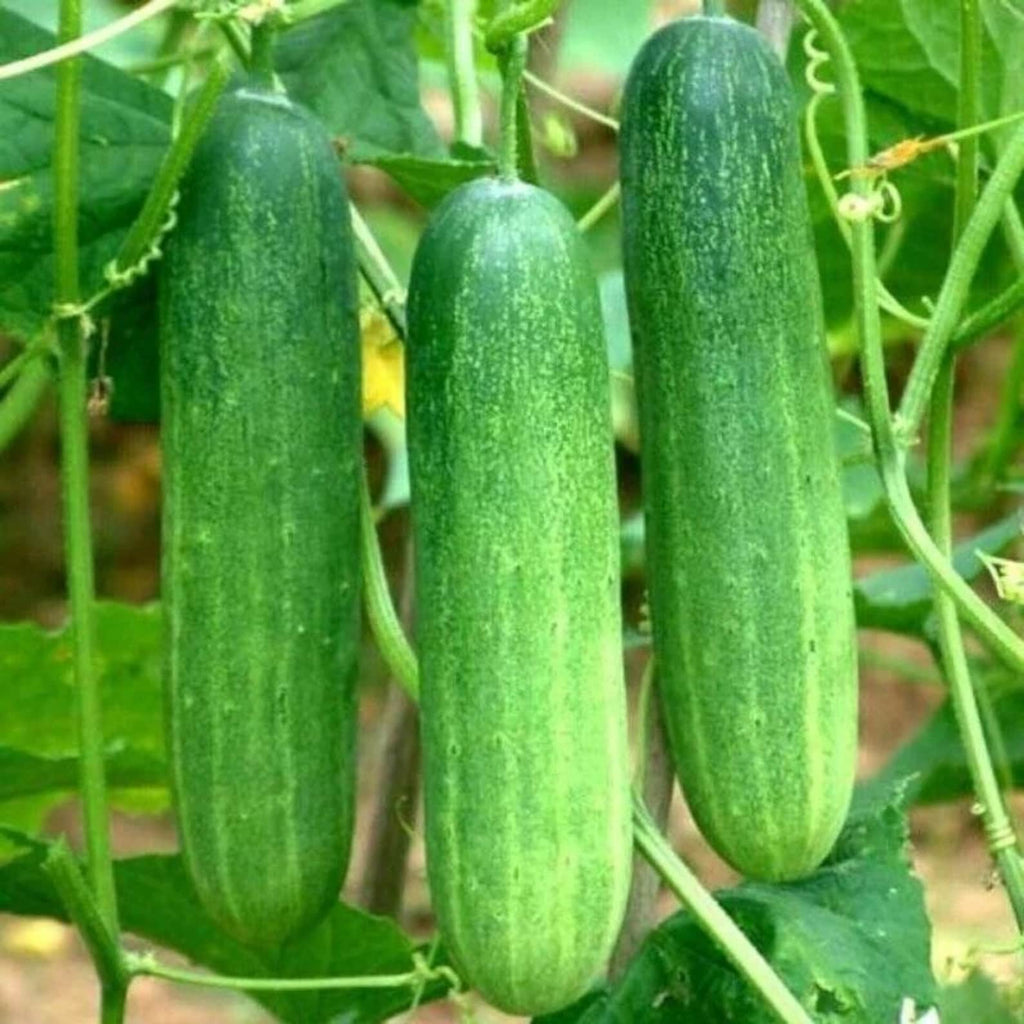 169 Rare Open-Pollinated High Yield Cucumber Seeds Fast Growing Crispy Tender Delicious Fresh Eating for Family Garden Container Planting