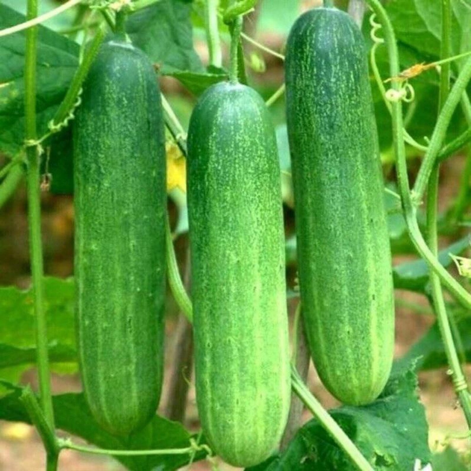 169 Rare Open-Pollinated High Yield Cucumber Seeds Fast Growing Crispy Tender Delicious Fresh Eating for Family Garden Container Planting