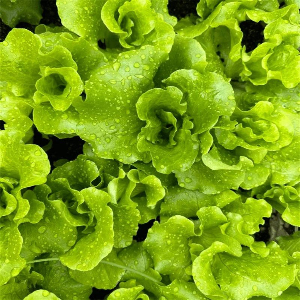 459 Count Heirloom Organic Sweet Crisp Italian Salad Lettuce Seeds High Yield Four Season Planting Easy to Grow Fresh Eating for Home Gardens