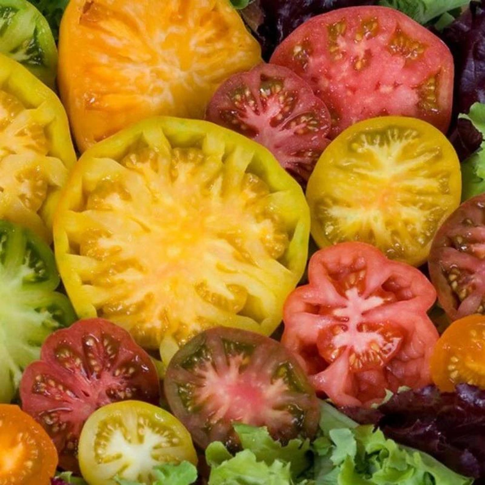 300 Count Heirloom Non-GMO Beefsteak Tomato Seeds High Yield Easy to Grow Large Succulent Fruits for Slicing Cooking Home Gardens Professional Growers