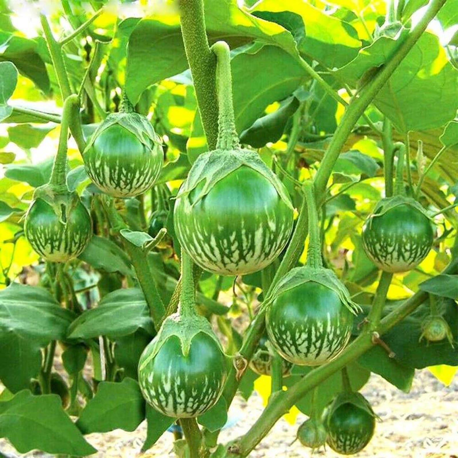 124PCS Organic Heirloom Premium Eggplant Vegetable Seeds Fast Growing Fresh Eating Suitable for Outdoor Home Vegetable Gardens Planting High Yield