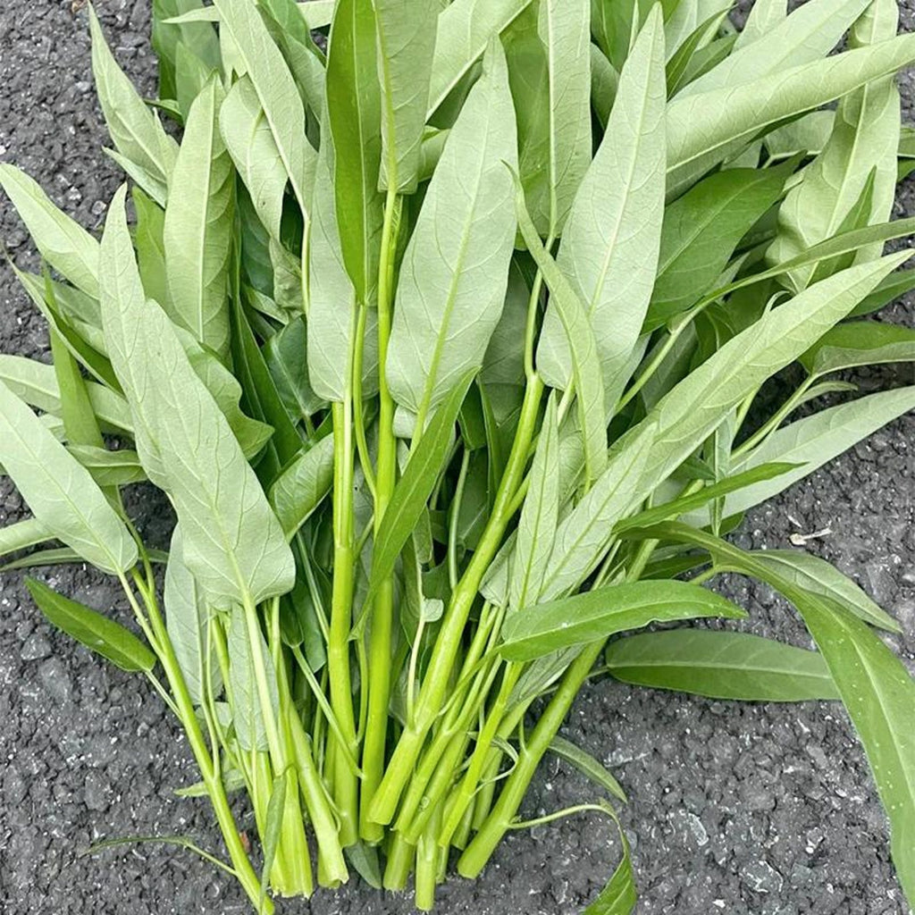 Organic Premium Heirloom Kong Xin Cai Vegetable Seeds Fast Growing High Yield Year Round Planting Ideal for Outdoor Indoor Home Gardens Planting
